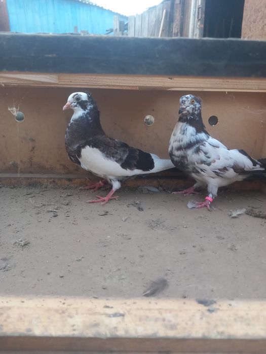 Vând porumbei diferite rase