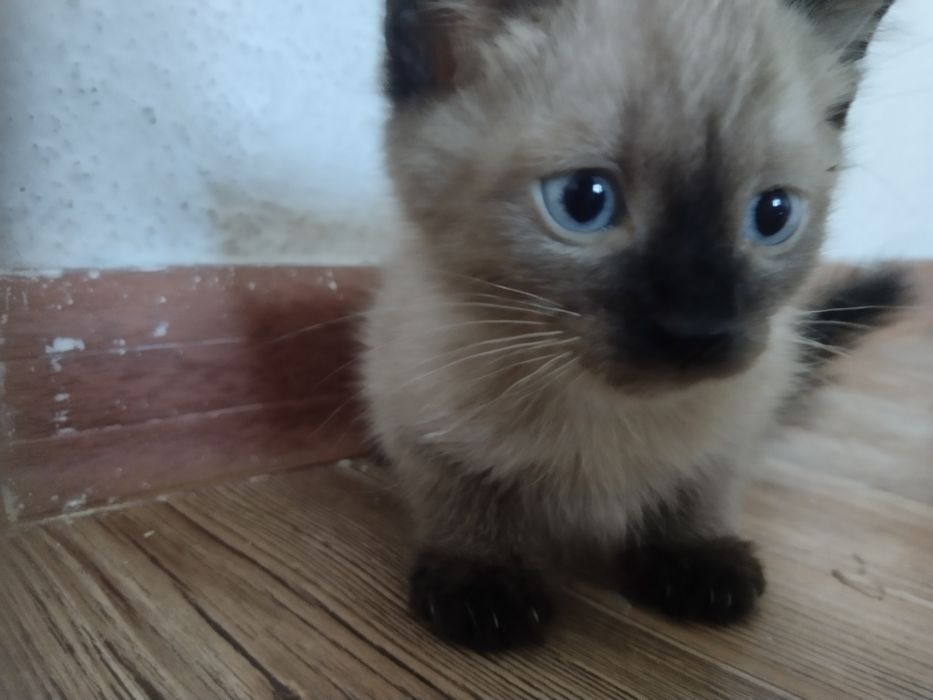 Сиамский котёнок
