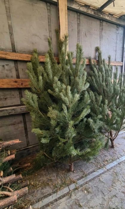 Продажа новогодних елок.