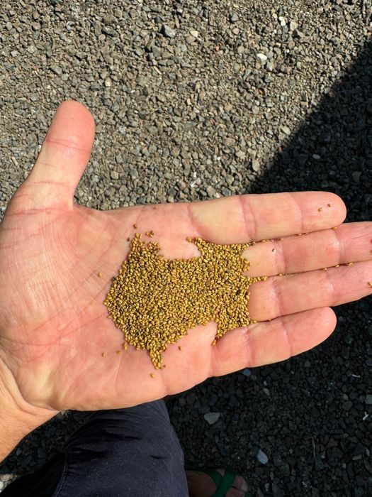 Семе люцерна люцерново семе семена