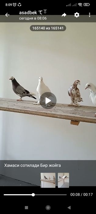 Сотилади кафтар уйинчи
