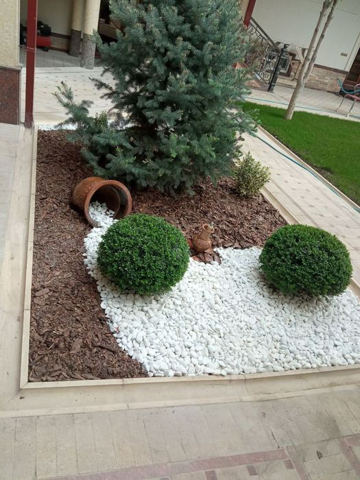 Gazon ekamiz yevro gazon