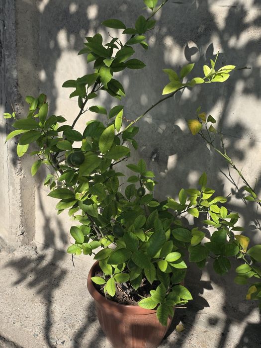 Limon bor 5-6 yil boldi dehqonchilik