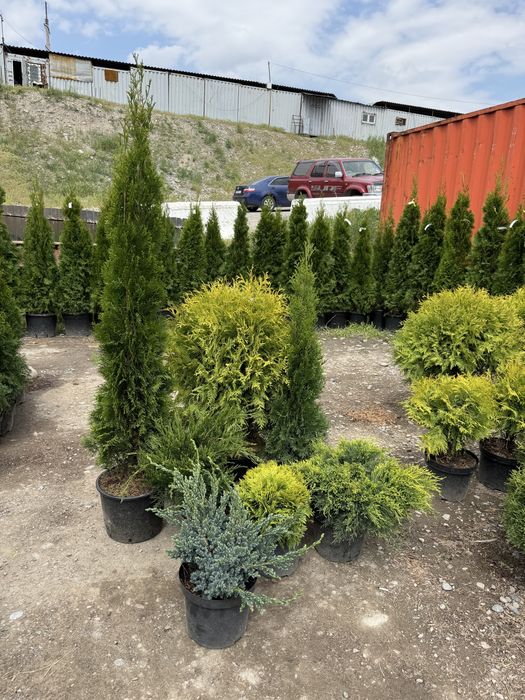 Декоративты елкалар