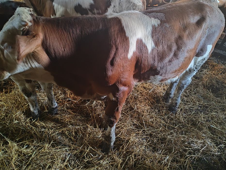 Vând viței de carne