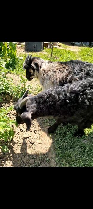 Vand 2 iezi cu varsta de 2 luni