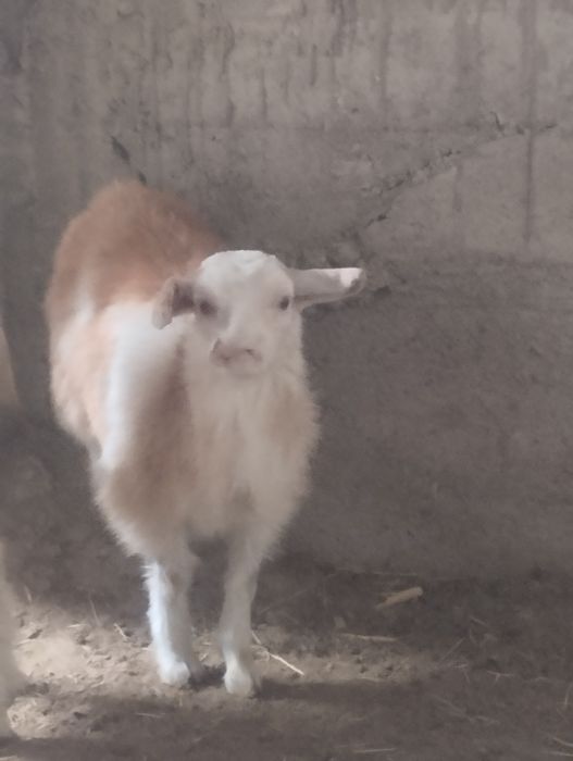 Boʻgʻoz echki sotiladi