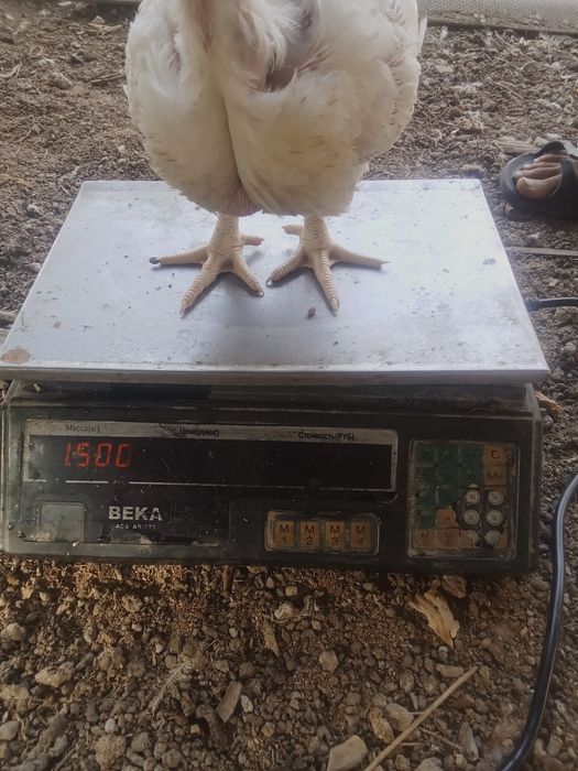 Продается бройлер   2 апталық  штук  1000тг