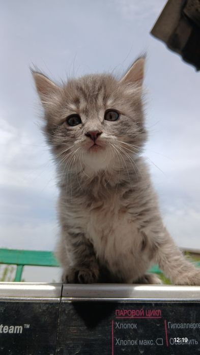 В добрые ручки отдаём хороших котят