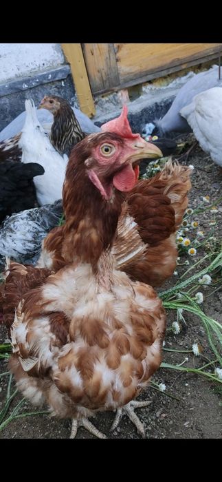 Яйца домашние Майкудук