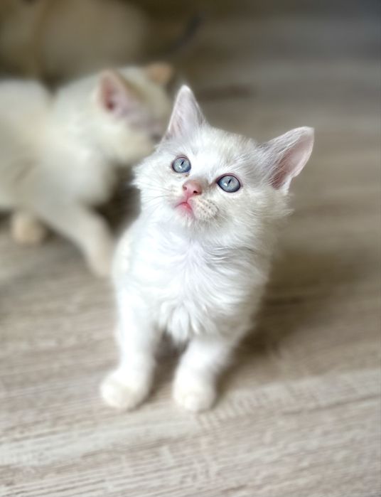 Puiuț Ragdoll blue