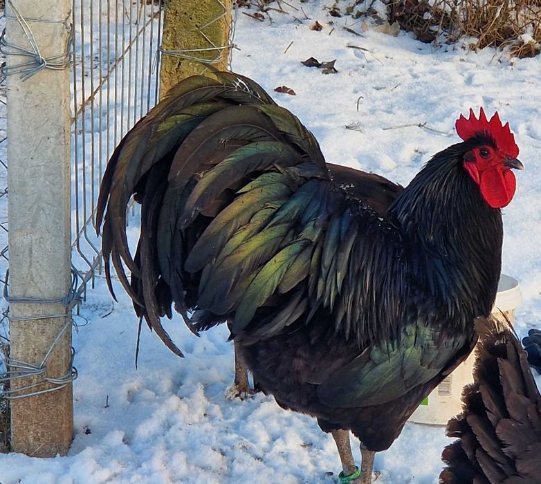 Cocoș Australorp negru,rasa pură