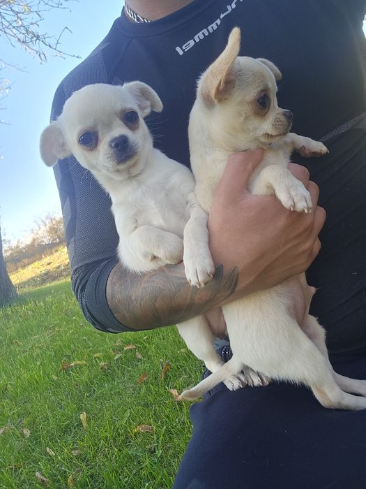 Чихуахуа момче и момиче