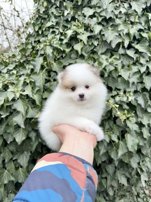 Померан мини момче. Померанче