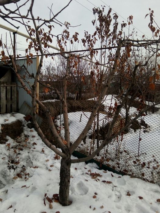 Обрезка плодовых деревьев!