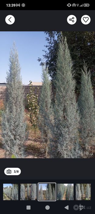 Arizonskiy kiparis sotiladi