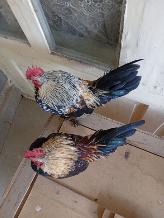 Yapon xorozla sotiladi