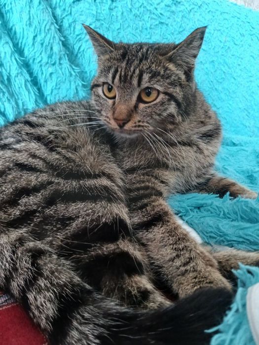 От дам кошечку в добрые руки