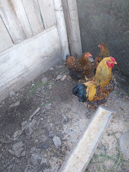 Vând două găini și un cocoș Wyandotte GSG