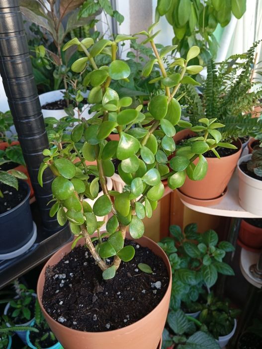 Продам цветы комнатные