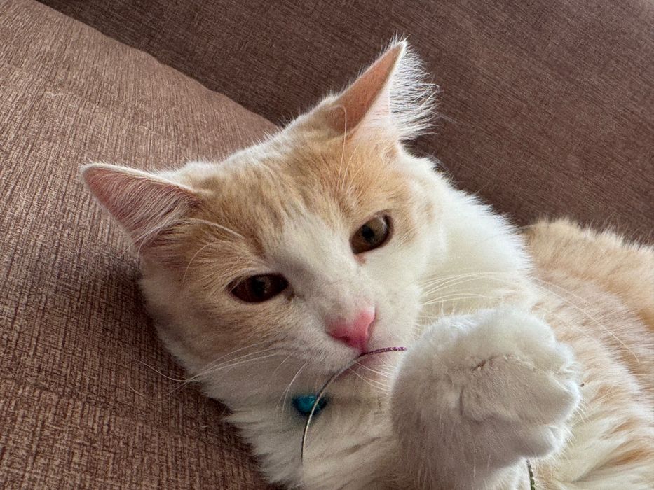 Отдам кота в добрые руки!