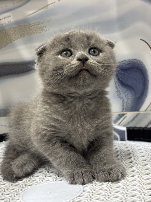 Продаются котята Скоттиш Фолд