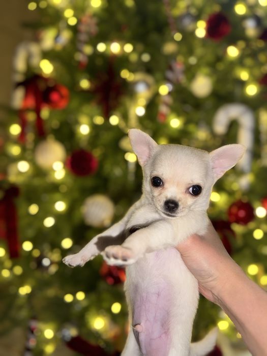 Продам щенка чихуахуа