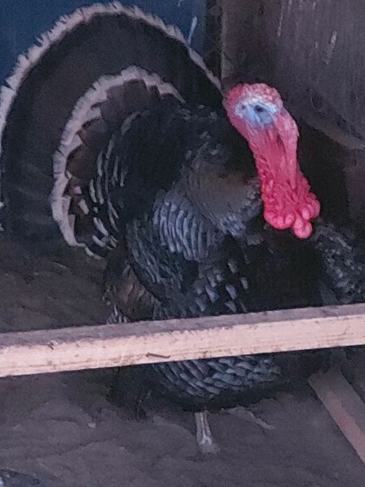 Инкубационное яйцо индюка