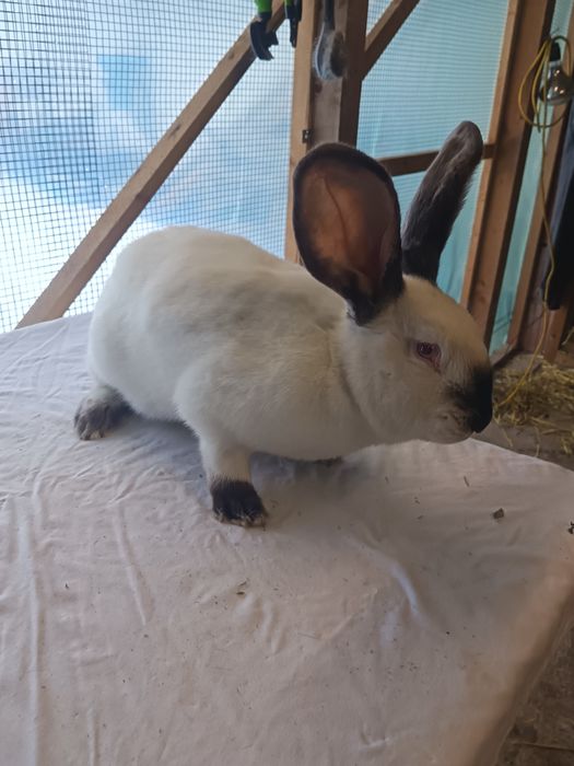 Uriaș german Alb. Uriaș German gri fier. Cocoș Australop.