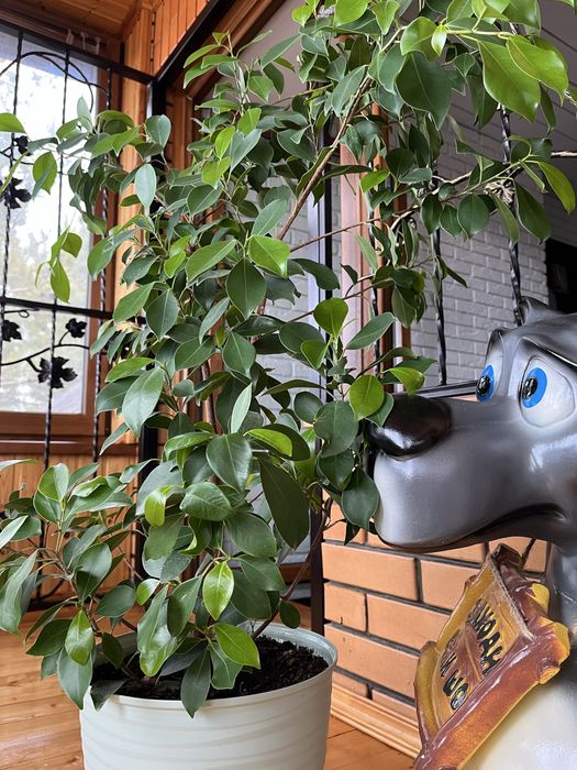 Продам Фикус Бенджамина