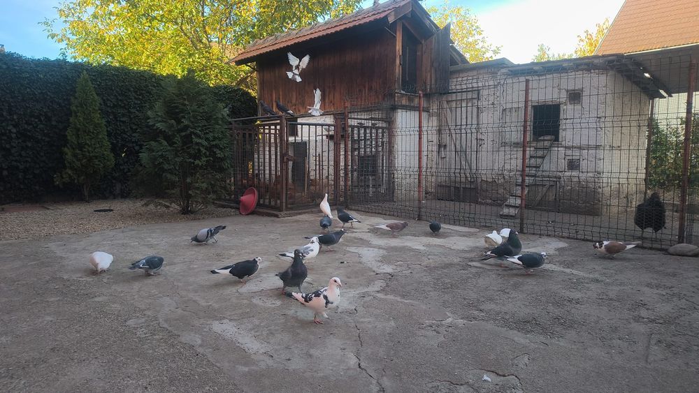 Vând  porumbei  foarte frumoși