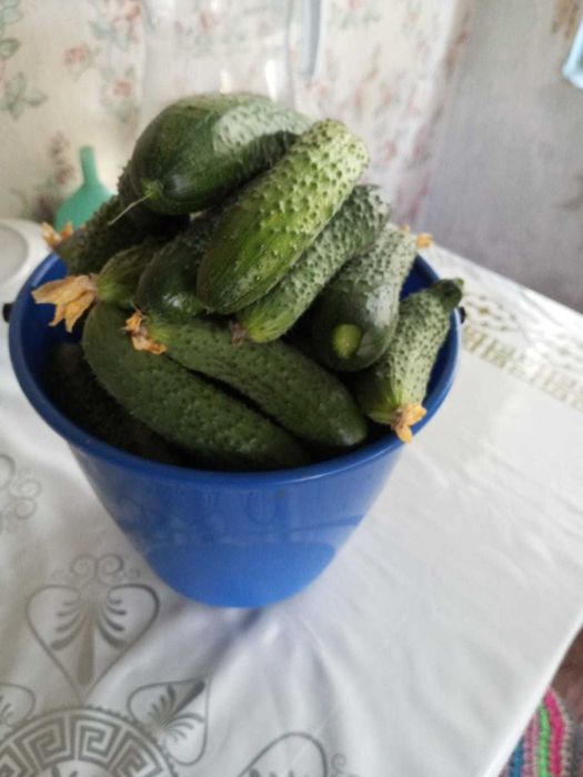 дачные огурчики хрустящие