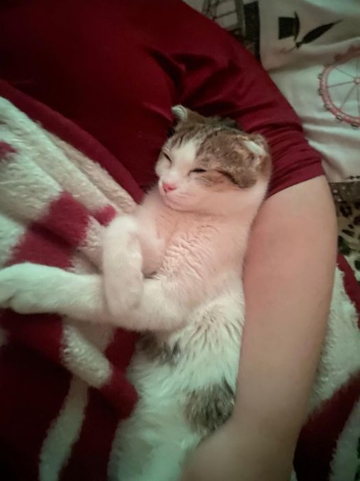 Котик в добрые руки