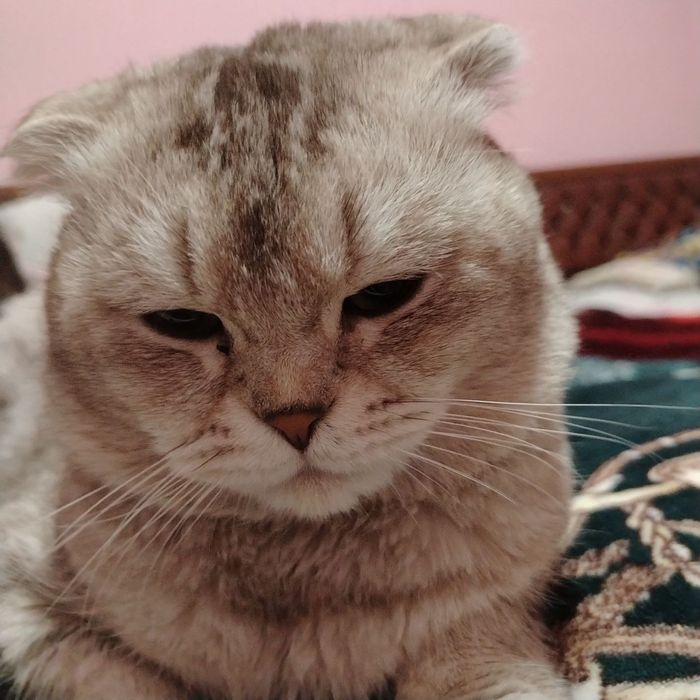 Skottish fold ug'il bola