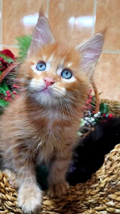 МЕЙН КУН ! Домашняя Рысь!