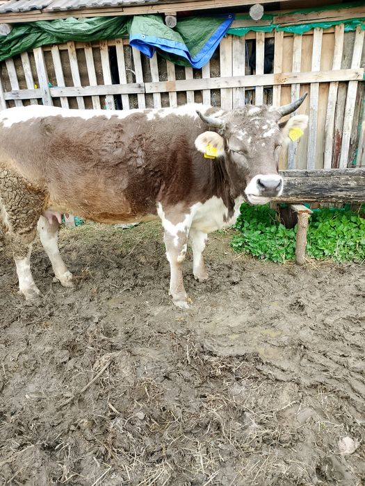 Vând Vacă Tânără de 5 ani montata de 4luni jumate are 6, litri de lapt