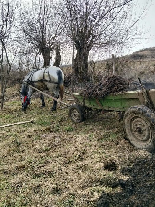 Vând mânză grea blândă trage bine garantată