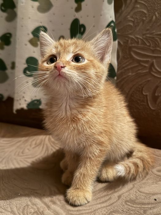 Отдам мальчика в хорошие руки