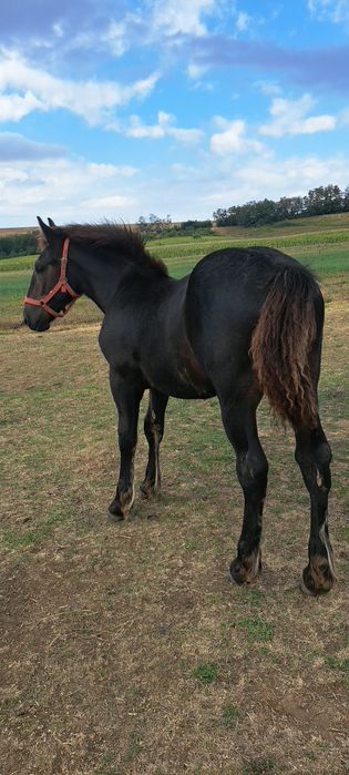 Vând vânz negru cuminte