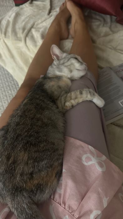 Отдам кошку в добрые руки