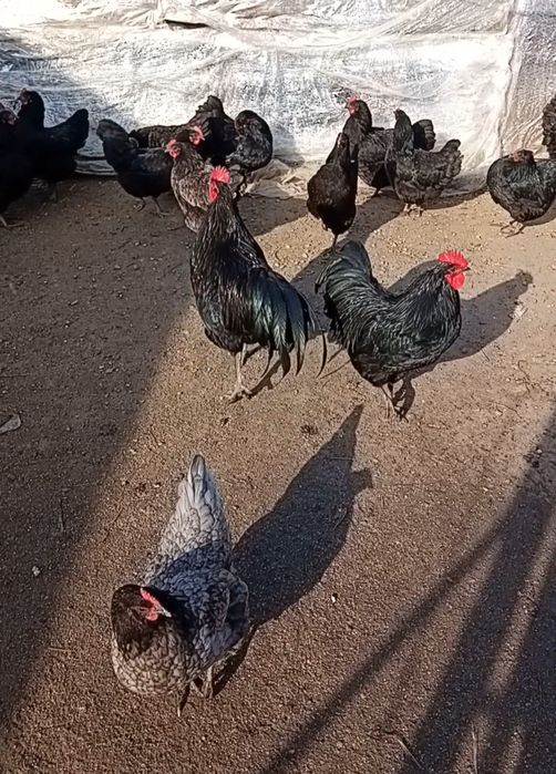 Pui de gaina australorp  de la gainile din imagine.