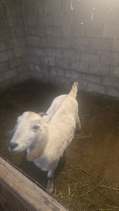 Англо нуби ешкілер сатылады