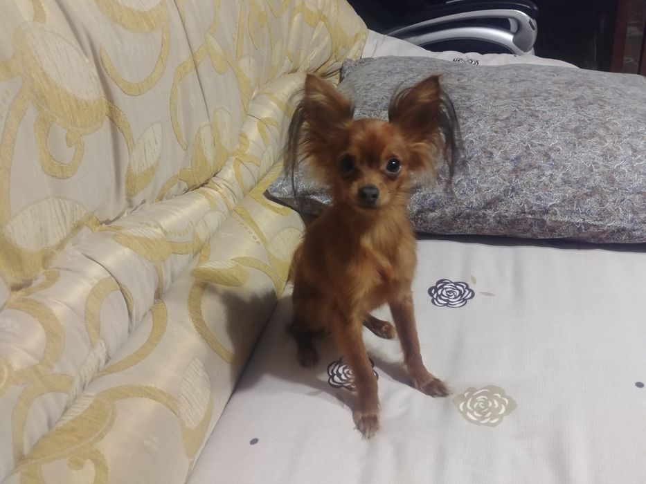 Ищем подружку для вязки .