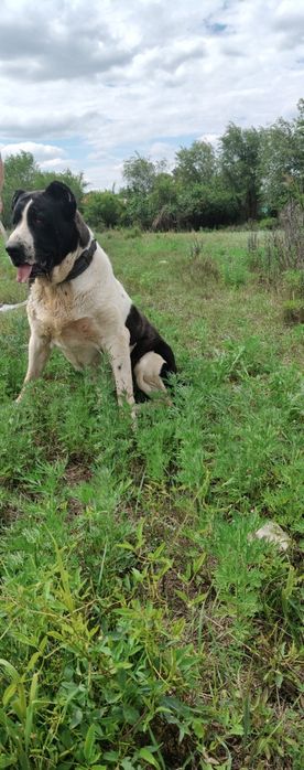 Кабель ищет подругу