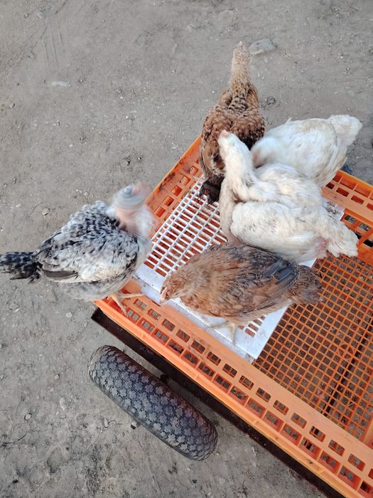 Pui alb de carne și rasa mixta