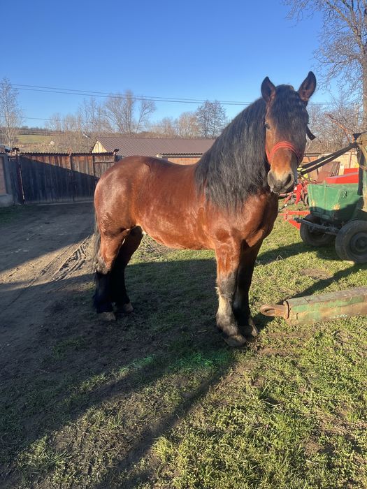 Vând cârlan de 2 ani și 10 luni