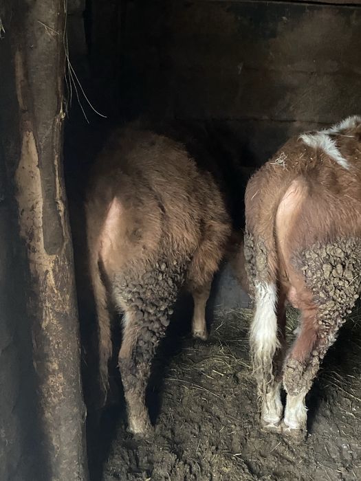 Продам 1,5 годовалого