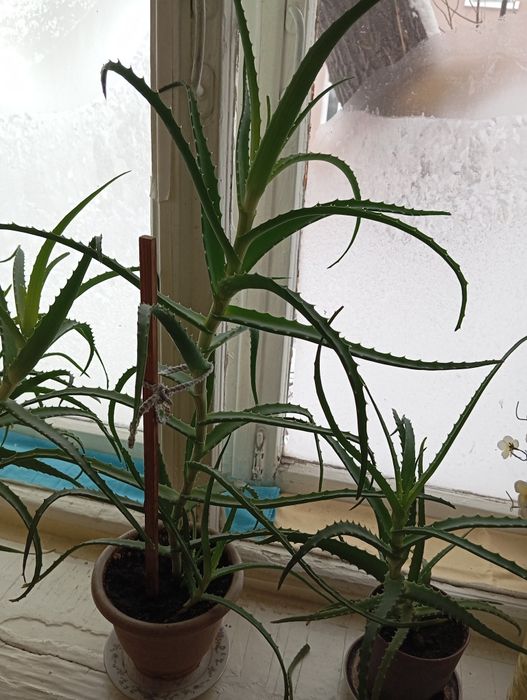 Продам алоэ лечебный