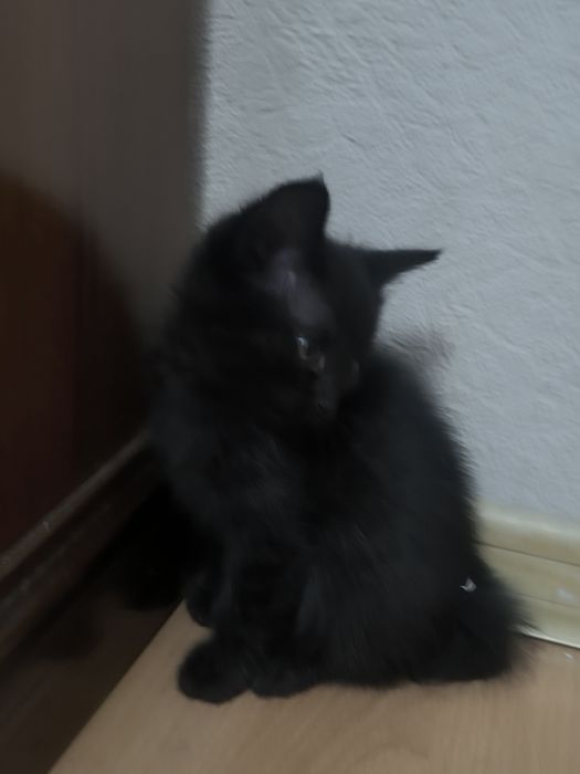 В подарок котёнок