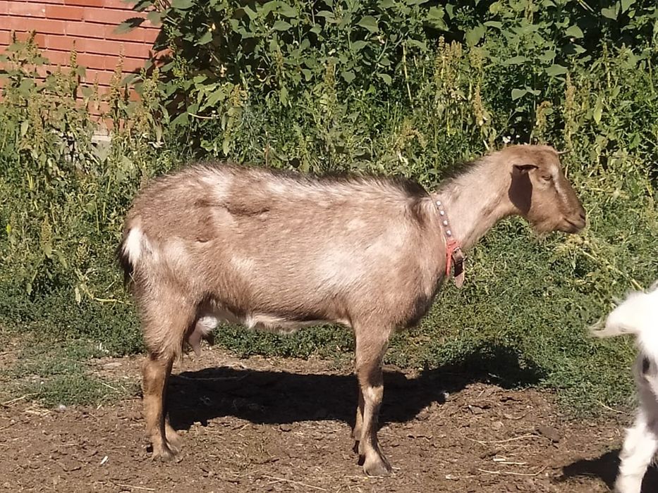 Продаётся дойная коза